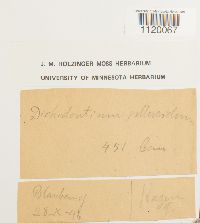 Dichodontium pellucidum image