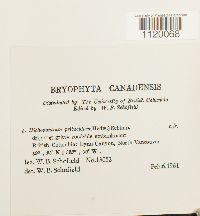 Dichodontium pellucidum image