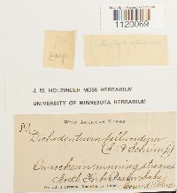 Dichodontium pellucidum image