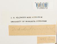 Dichodontium pellucidum image