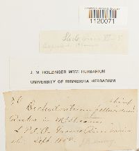 Dichodontium pellucidum image