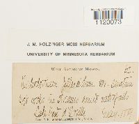 Dichodontium pellucidum image