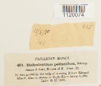 Dichodontium pellucidum image