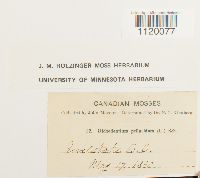 Dichodontium pellucidum image