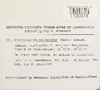 Dichodontium pellucidum image