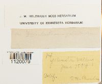 Dichodontium pellucidum image