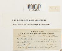 Dichodontium pellucidum image