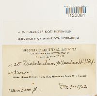 Dichodontium pellucidum image