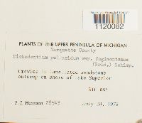 Dichodontium pellucidum image