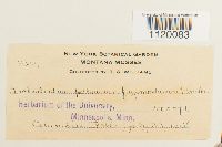 Dichodontium pellucidum image