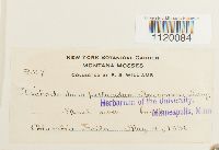 Media resource of Dichodontium pellucidum