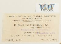 Dichodontium pellucidum image