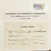 Dichodontium pellucidum image