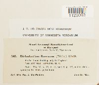 Dichodontium pellucidum image