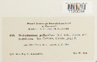 Dichodontium pellucidum image