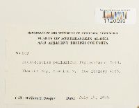 Dichodontium pellucidum image