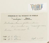 Dichodontium pellucidum image