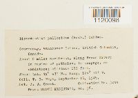 Dichodontium pellucidum image