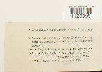 Dichodontium pellucidum image