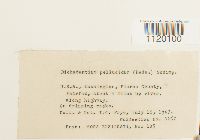 Dichodontium pellucidum image