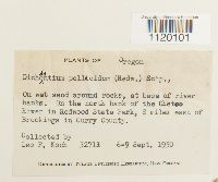 Dichodontium pellucidum image