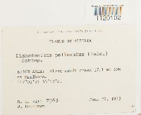 Dichodontium pellucidum image