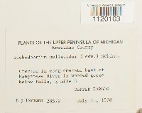 Dichodontium pellucidum image