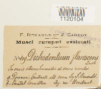 Dichodontium pellucidum image