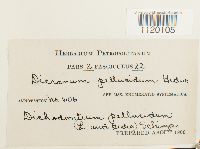 Dichodontium pellucidum image