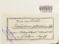 Dichodontium pellucidum image