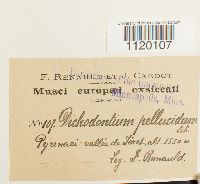 Dichodontium pellucidum image