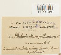 Dichodontium pellucidum image