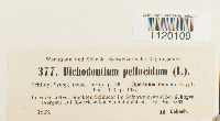 Dichodontium pellucidum image