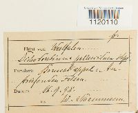 Dichodontium pellucidum image