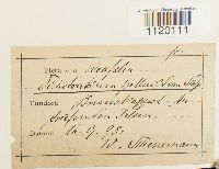 Dichodontium pellucidum image