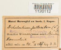 Dichodontium pellucidum image