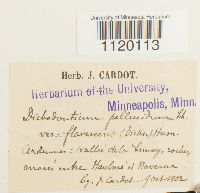 Dichodontium pellucidum image