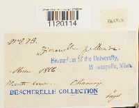 Dichodontium pellucidum image