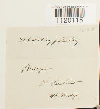 Dichodontium pellucidum image