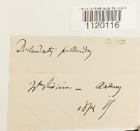 Dichodontium pellucidum image