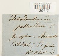 Dichodontium pellucidum image