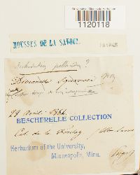 Dichodontium pellucidum image