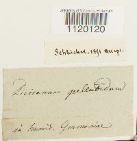 Dichodontium pellucidum image