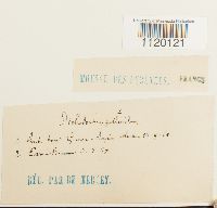 Dichodontium pellucidum image