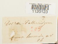 Dichodontium pellucidum image