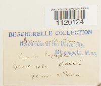 Dichodontium pellucidum image