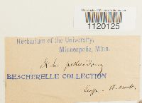 Dichodontium pellucidum image