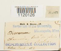 Dichodontium pellucidum image