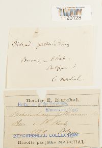 Dichodontium pellucidum image