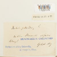 Dichodontium pellucidum image